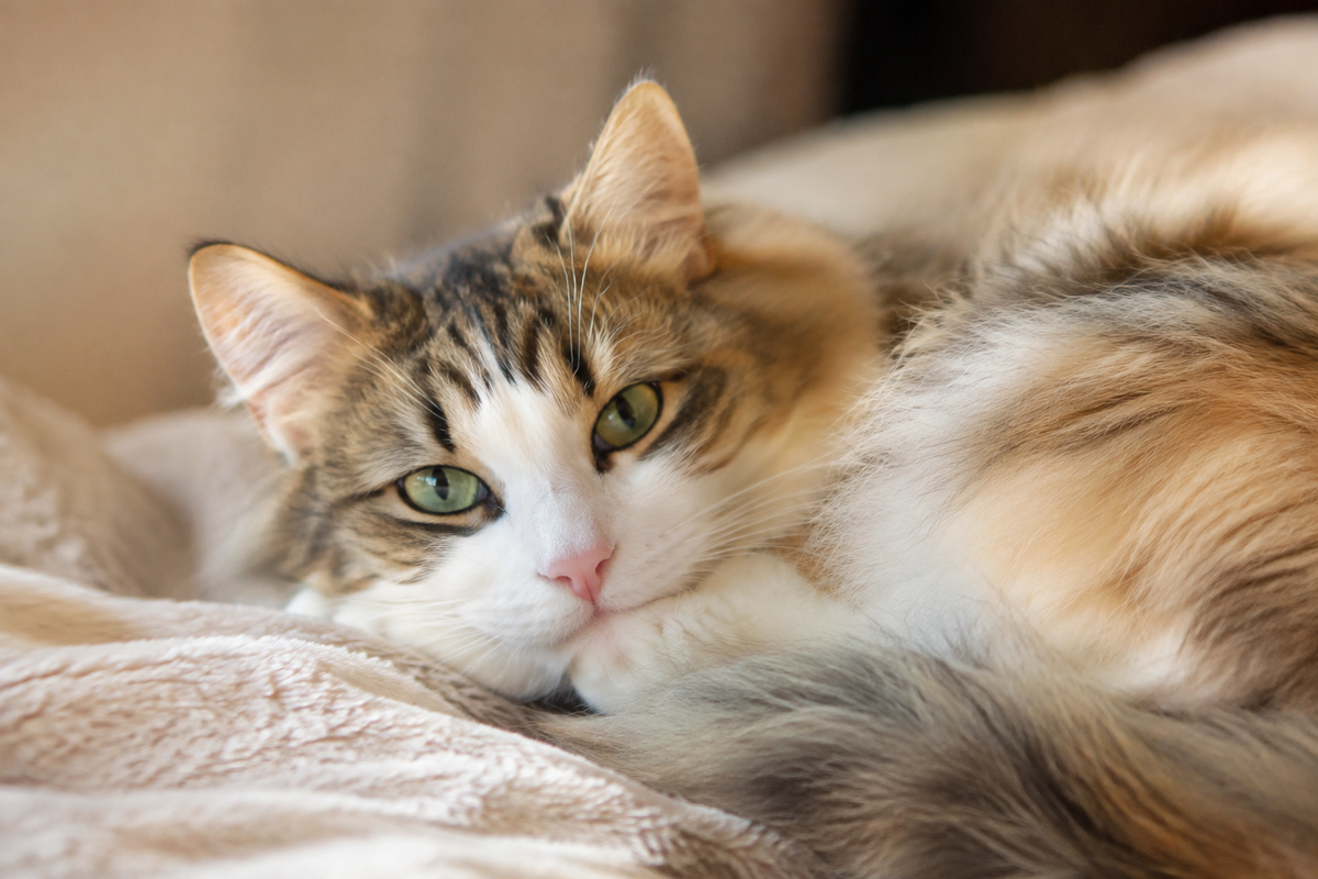 Realistic Cat